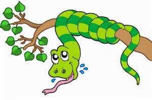 菜花蛇的养殖(菜花蛇无毒，为什么被称为“百蛇之王”，为什么毒蛇会怕菜花蛇？)