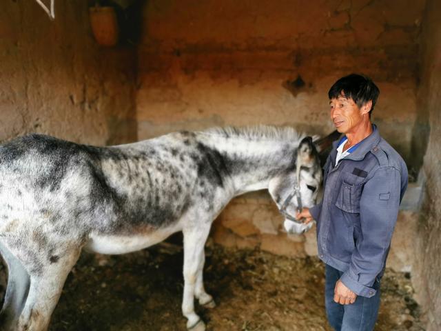 毛驴渐渐从中国田间地头消失