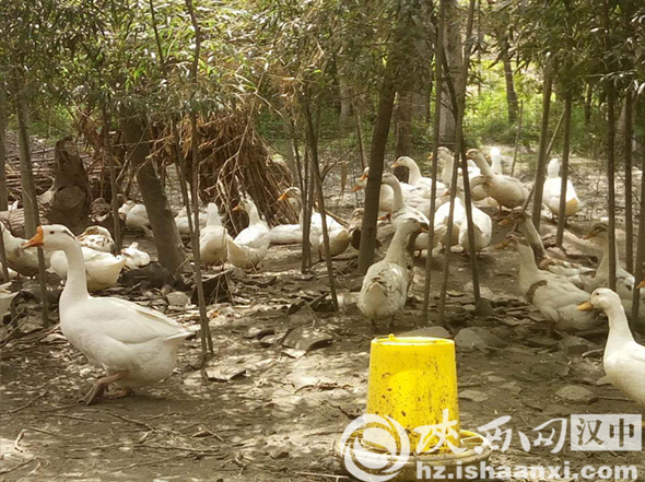 略阳县贫困户花边鸭养殖铺就脱贫致富路