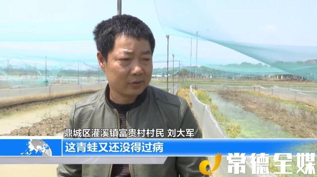 【户帮户亲帮亲】鼎城富贵村：养殖黑斑蛙 村民得“富贵”