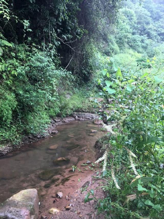 河道退水过后，有一种鱼开始泛滥了，红色的尾巴很值钱