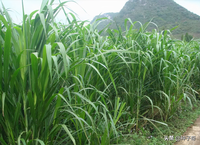 养牛羊最好牧草，台湾甜象草甜度大，亩产20~25吨，能割8-10年