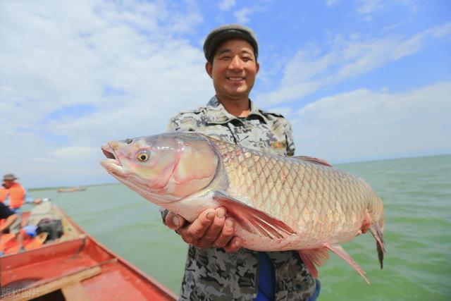 3年才养成的脆肉鲩，为什么非要喂蚕豆？