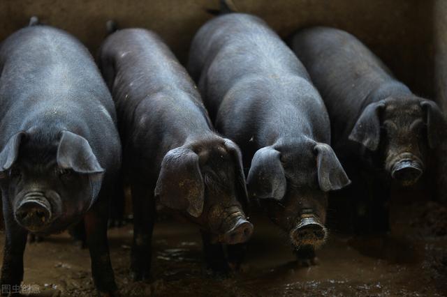 洋猪入侵中国，中国养殖9000年的本土黑猪，如今陷入灭绝危机