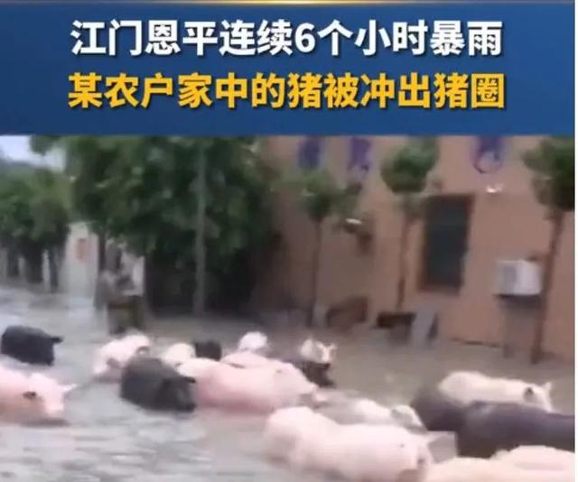 突发！广西河池养殖场1万头猪被水围困！强降雨仍在持续，多地出现险情