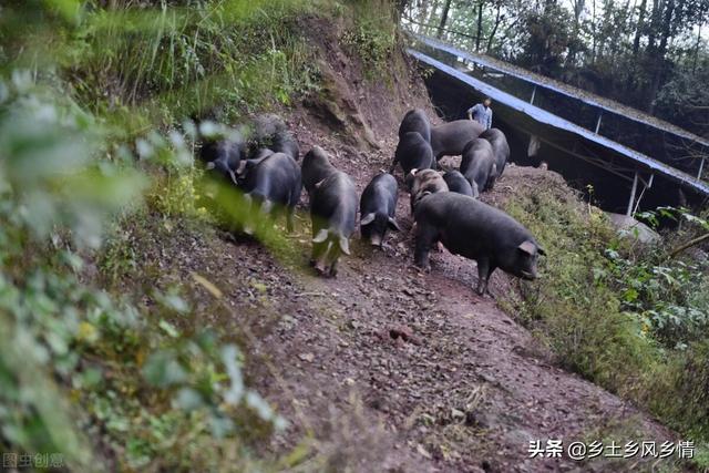 为什么不建议养黑猪？真实原因既现实又无奈