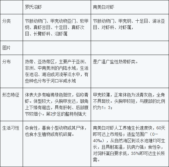 新模式！南美白对虾与罗氏沼虾混养“钱”景好，增产增收有诀窍