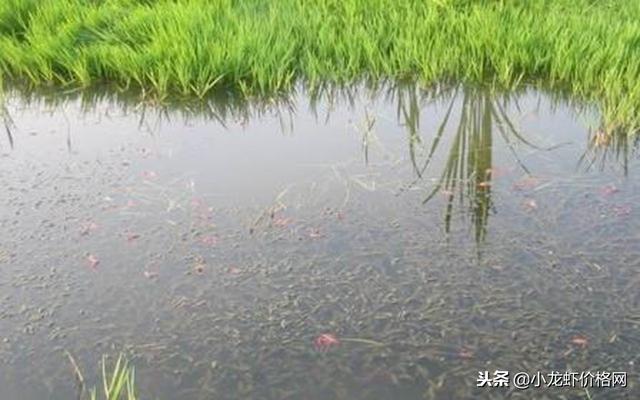 小龙虾养殖水深要不要紧？水位太深是否有影响？