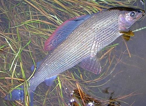 新疆河流湖泊珍稀鱼类恢复生机