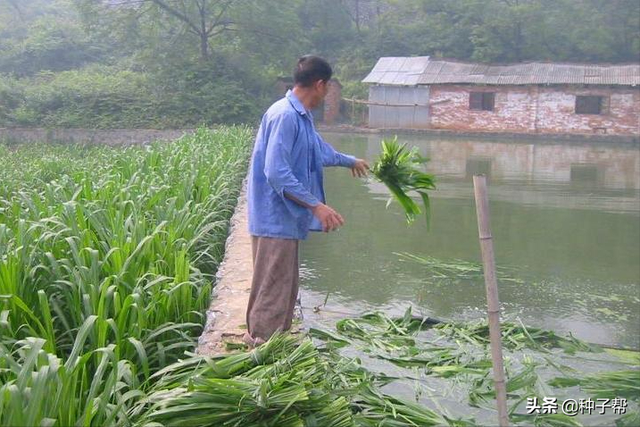 养牛羊最好牧草，台湾甜象草甜度大，亩产20~25吨，能割8-10年