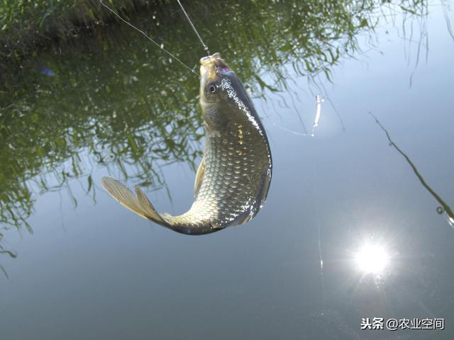 鲫鱼是个很好的淡水鱼品种，农民养殖有出路，鲫鱼养殖技术