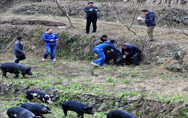 退伍老兵返乡养黑猪，一年卖出5000万，带领老乡一起走上致富路