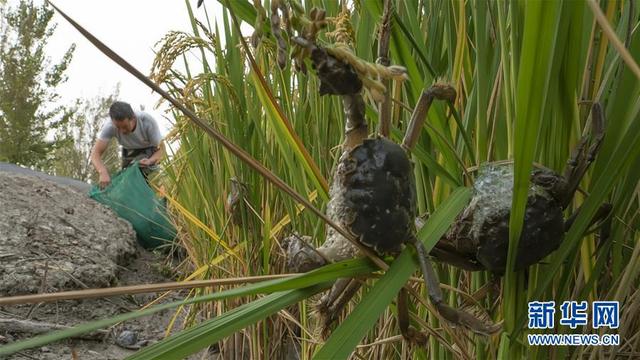 河北唐山：稻蟹生态种养促增收