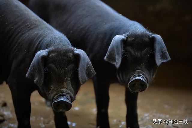 “土猪肉”为啥好吃？知道四个不同的饲养方式就知道了