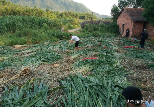 养牛羊最好牧草，台湾甜象草甜度大，亩产20~25吨，能割8-10年