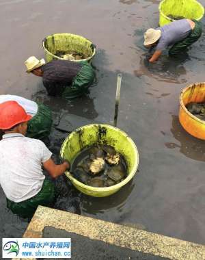 水鱼养殖多久能上市(它曾是水产行业很火的品种，但现在落寞了，甲鱼什么时候才能反弹？)