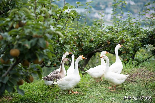 遵义海龙镇：龙泉生态园种养一体化，果园香猪遍地满是鸡鸭