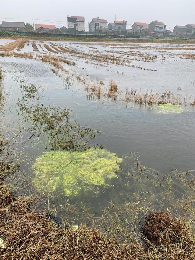 稻田套养鳝鱼如何加快鳝鱼的生长速度？如何提高鳝鱼的产量？