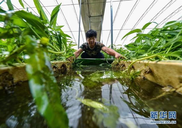 河北馆陶：鱼菜共生实现生态种养