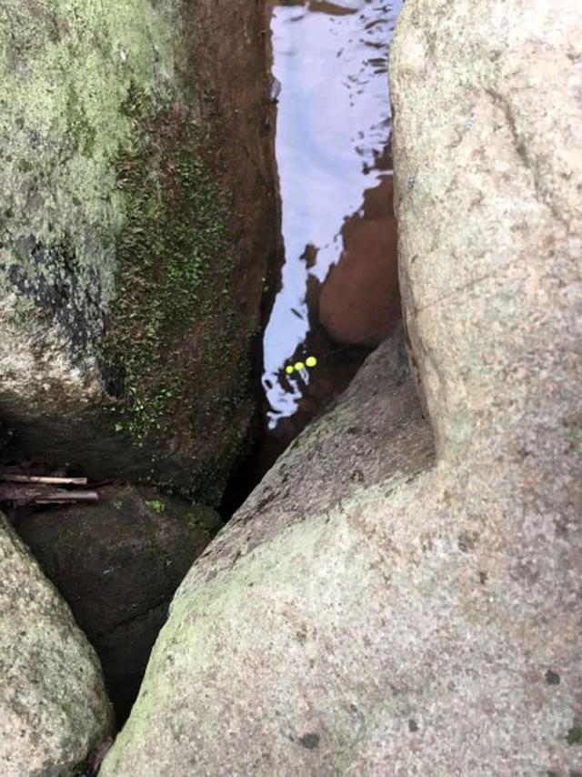 河道退水过后，有一种鱼开始泛滥了，红色的尾巴很值钱