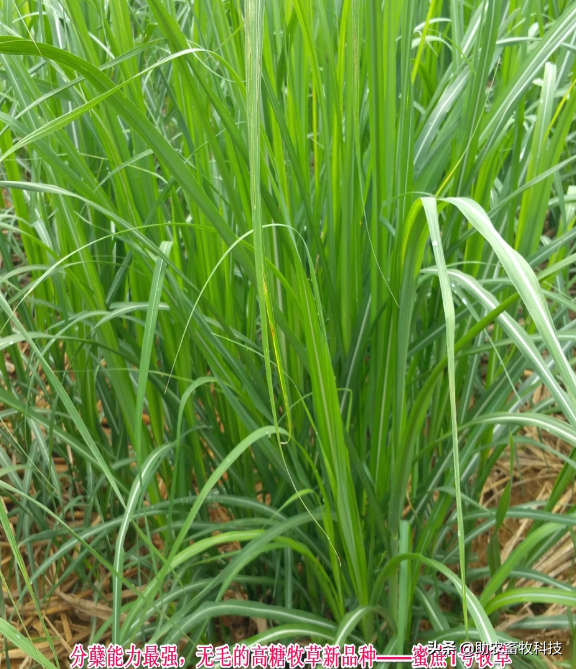 南方为什么推荐种植多年生牧草养殖牛羊猪鸡鸭鹅？