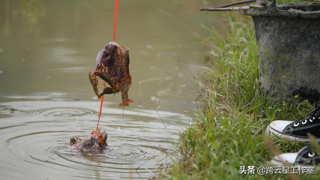 贵州凯里小龙虾往年泛滥成灾村民农药灭虾 如今变成宝贝致富