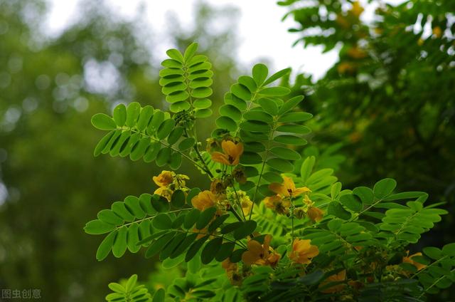 宝藏植物“蛇灭门”：毒蛇都躲着它，搞养殖的朋友有必要种植它