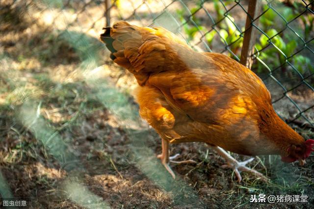 土鸡生态养殖及防疫措施