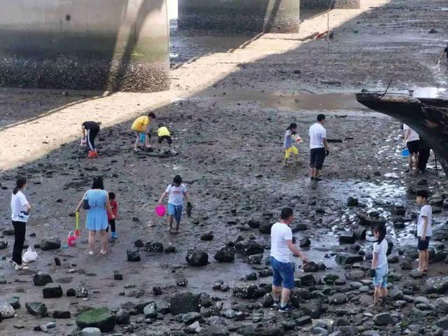 福建厦门海边沙滩挖花蛤全攻略来了