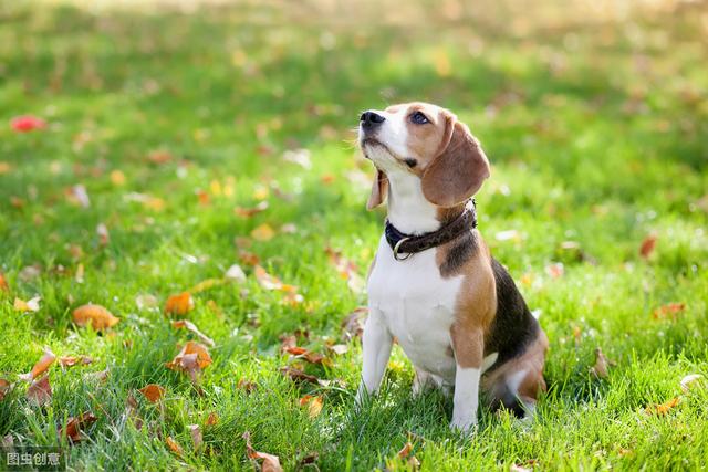 小型犬这么多，我们该养哪一种，看看这十种适合在家饲养的小型犬