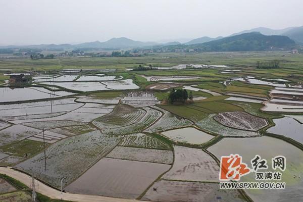 视频丨双牌：稻虾生态养殖 让小龙虾成紧俏货