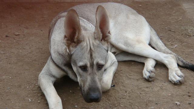 为什么养“狼青犬”的人多？养过的都懂，太好养了