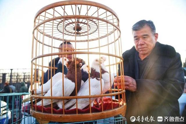 一年赶一次，赶了500年！平原恩城鸽子会玩法“升级”很国潮