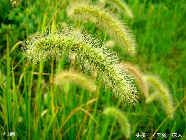 养鸡秘诀：养鸡用狗尾巴草，财源滚滚来