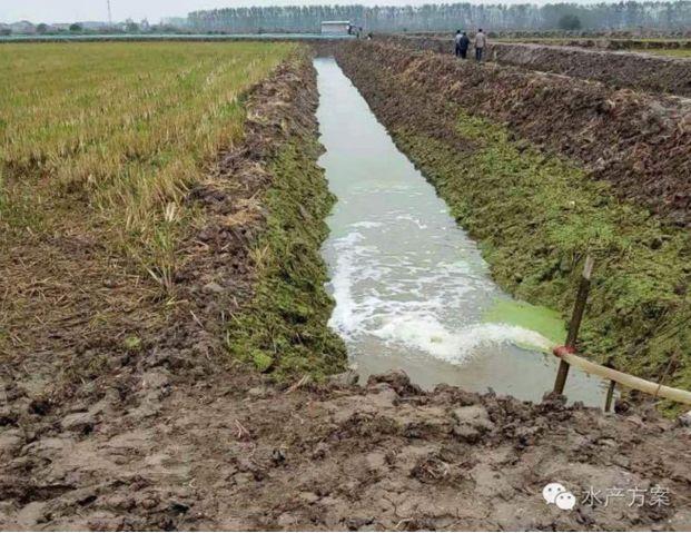 小龙虾养殖塘如何建设？虾稻坡度比多少才好？这篇文章讲得非常详细！