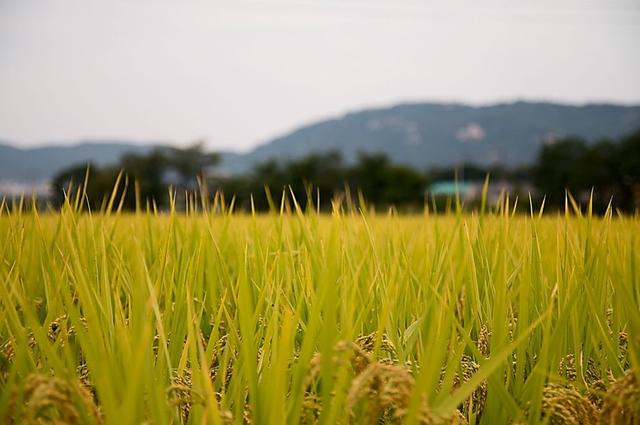 养虾需有“稻”—— 虾稻田水稻管理的意义和建议