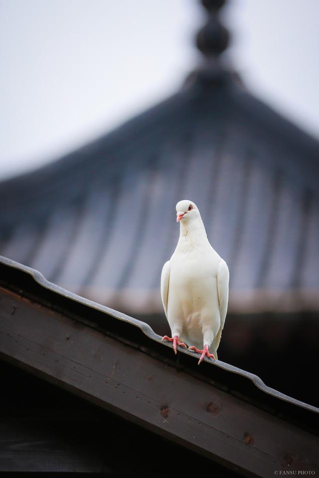 摄影：阜阳生态园的和平鸽