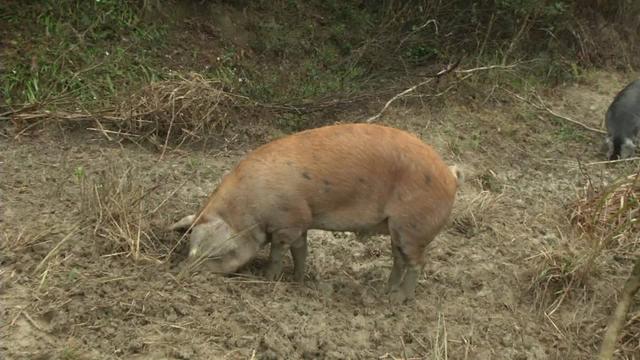 农村大哥另辟蹊径养800头黑猪，不喂饲料不圈养，500亩山林可随意活动，肉质香嫩寻销路！