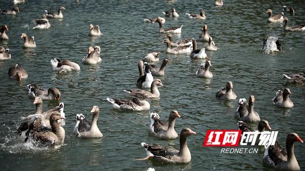 永州新田：建成万羽朗德鹅种鹅基地 打造高端鹅肥肝品牌