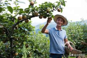 贵州遵义农村户口养殖(遵义海龙镇：龙泉生态园种养一体化，果园香猪遍地满是鸡鸭)