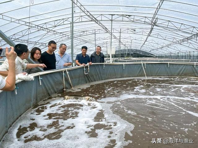 南海所“高密度对虾+海水罗非鱼异位串联的生物絮团零换水养殖技术”助力茂名鱼虾产业升级