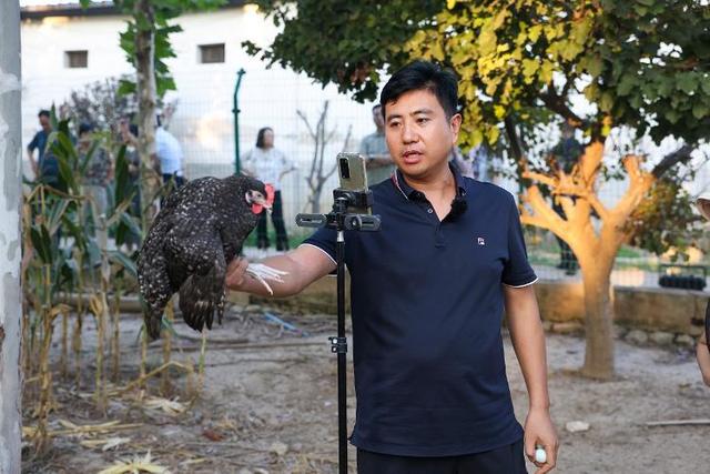 栽好“科技树” 济宁汶上的芦花鸡亿元产业链是这样炼成的