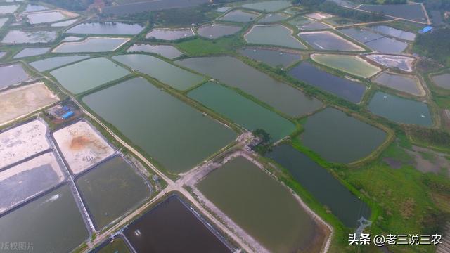 教你如何养鲤鱼，这些方法简单易学效果好，学会不吃亏