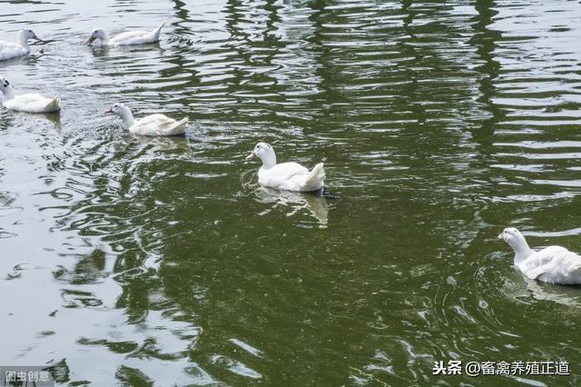 蛋鸭产蛋期饲养管理技术要点宝典