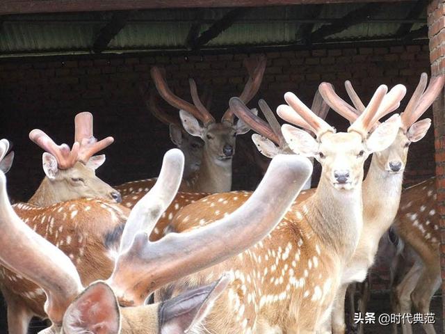 致富引“鹿”人-济宁天启珍禽养殖有限公司董事长孙芳