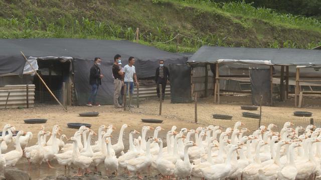 保山隆阳：发展大白鹅养殖产业 乡村振兴引颈高歌