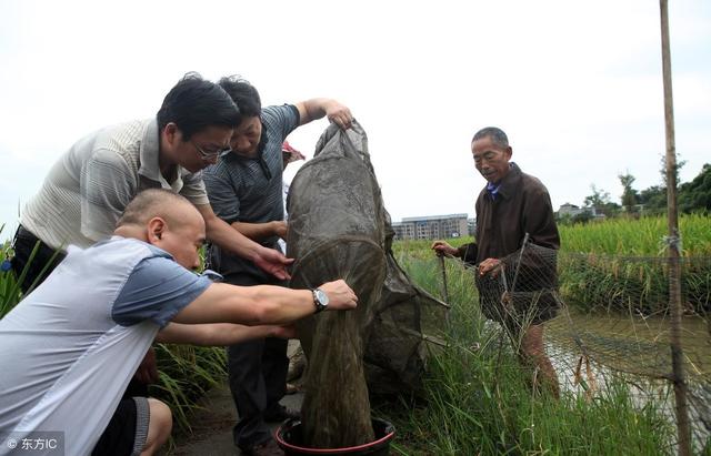 如何高效养殖泥鳅，把握这几个方面，让你的钱包鼓起来