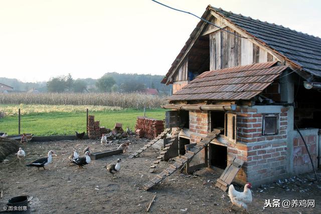 散养土鸡舍建造的三个省钱妙招