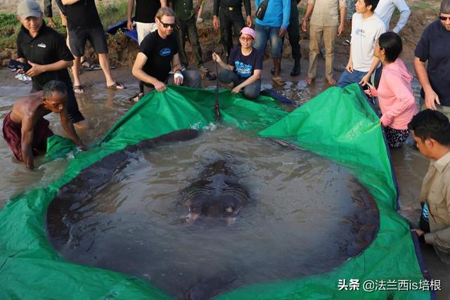 刷新记录！湄公河钓到600斤最大淡水鱼，河里还有巨型鲶鱼、鲤鱼