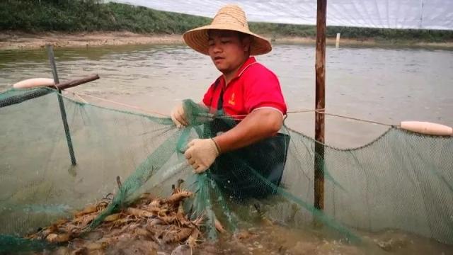 原来罗氏虾虾塘里还藏着这些秘密......